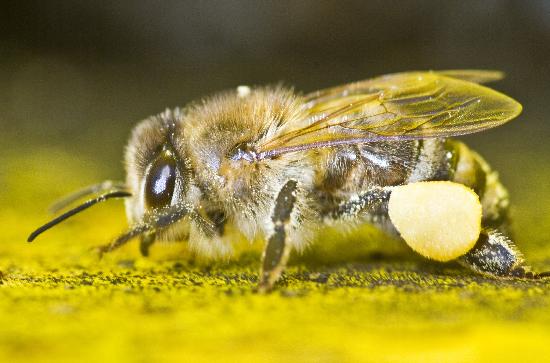 Bienen fliegen schon from Frank Rumpenhorst