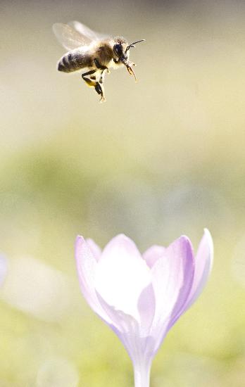 Frühlingsboten - Die Bienen fliegen schon from Frank Rumpenhorst