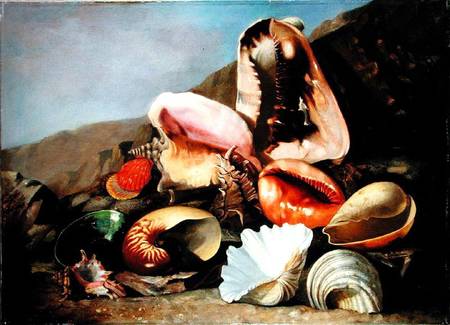 Still life of shells from Franz Anton von Scheidel