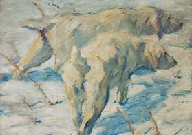 Sibirische Schäferhunde