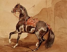 Arabisches Pferd. from Französisch