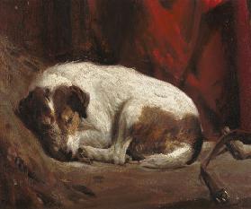A Sleeping Fox Terrier, 1911 (board)