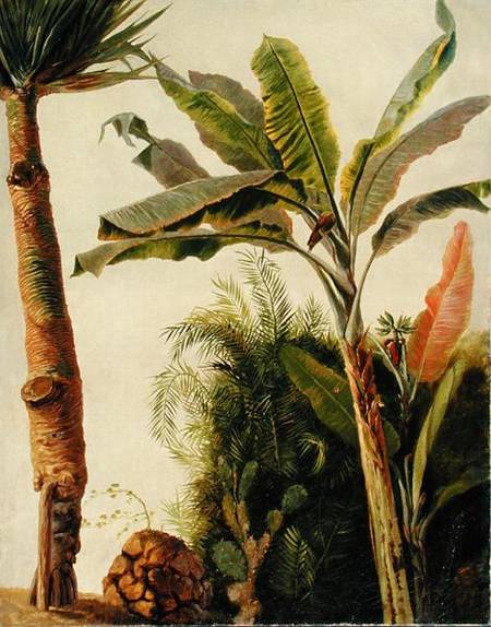 Banana Tree from Frederic Edwin Church
