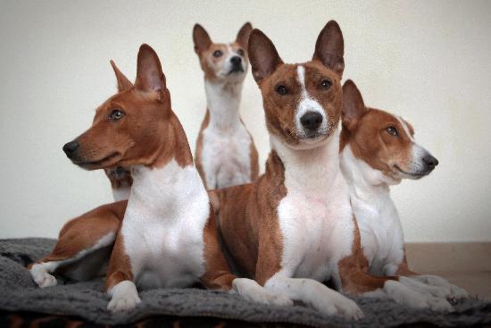 Basenji dogs from Fredrik Von Erichsen