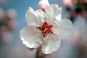 Mandelblütenfest in Gimmeldingen läutet Frühling