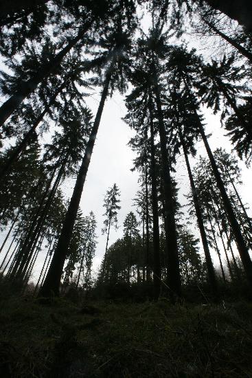 Wald in Rheinland-Pfalz from Fredrik Von Erichsen