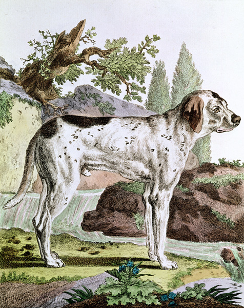 A Pointer, illustration from ''Histoire Naturelle'' Georges Louis Leclerc (1707-88) Count of Buffon, from French School