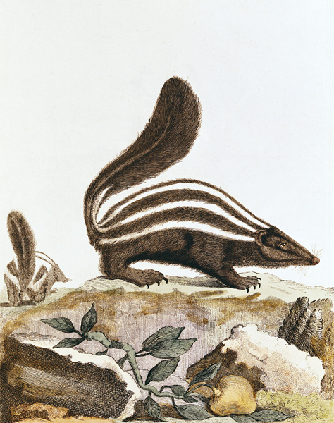Skunk, from ''Histoire Naturelle'' Georges Louis Leclerc Buffon (1707-88) 1749-1804 from French School