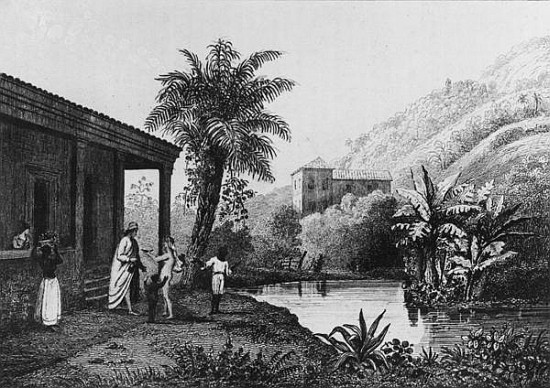 Coffee Plantation,from ''Bresil, Columbie et Guyanes'' Ferdinand Denis and Cesar Famin 1837 from French School