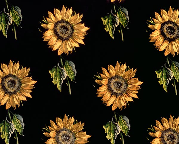 Velours au Sabre: silk decoration of Sunflowers Maison Ogier and Duplan, Lyon 1894 (textile) from French School