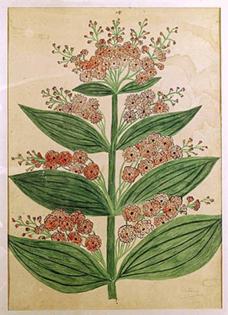 Gentian with imaginary flowers, plate from a seed merchants in Oisans from French School