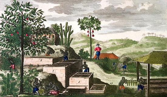 Indigo Plant, illustration from ''Histoire des Antilles'' Jean Baptiste Labat (1663-1738) (see also  from French School
