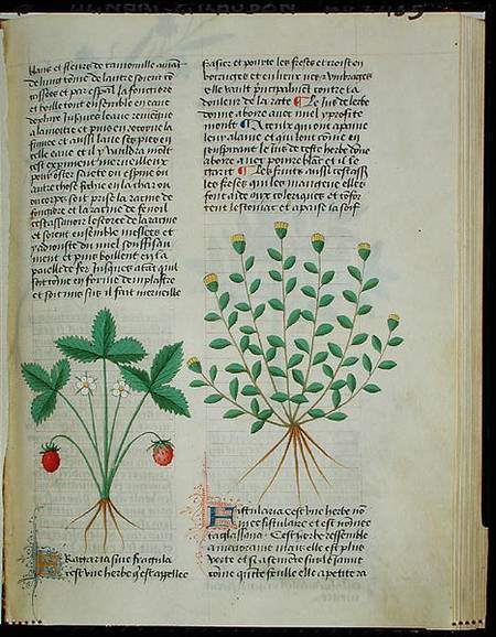 Strawberry Plant, from 'Grand Herbier' by Pedanius Dioscorides c.40-90 AD) from French School
