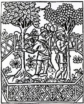 Tending Vines from ''Livre des prouffits champetres'' Petrus de Crescentiis, edition published in 15