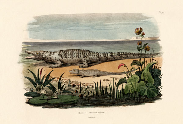 Crocodiles from French School, (19th century)