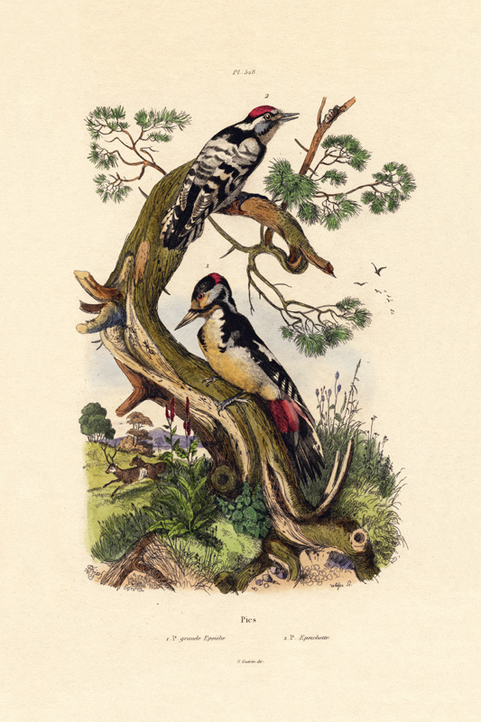 Lesser Spotted Woodpecker from French School, (19th century)