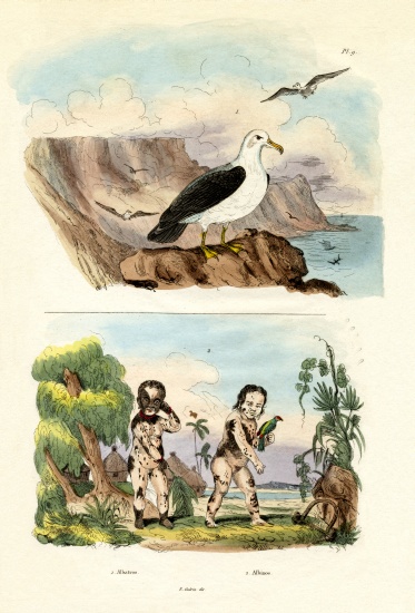 Albatros from French School, (19th century)