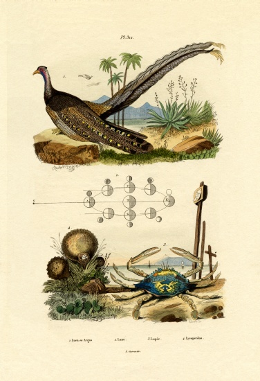 Argus Pheasant from French School, (19th century)