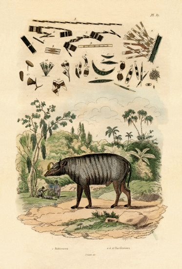 Babirusa from French School, (19th century)