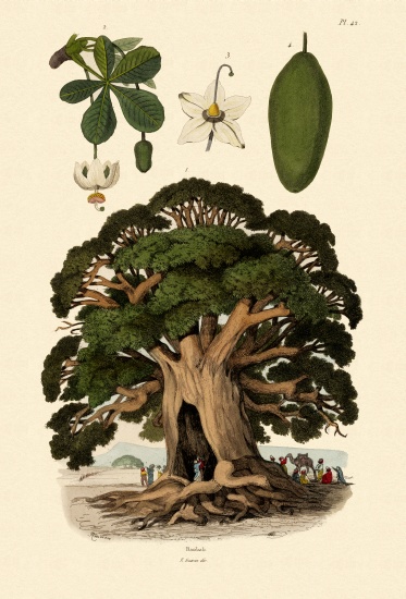 Baobab Tree from French School, (19th century)