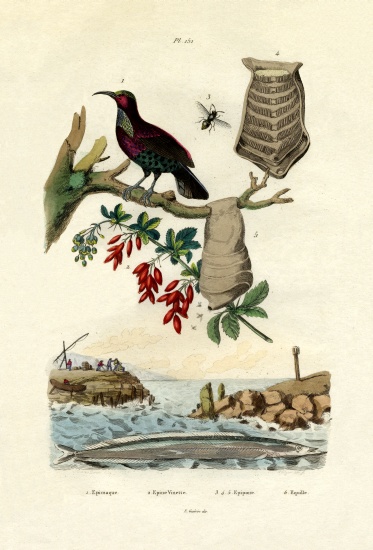 Bird of Paradise from French School, (19th century)