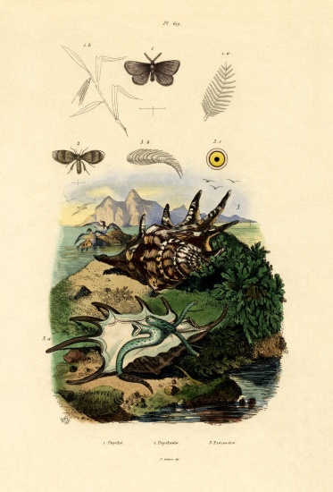 Black-spotted White from French School, (19th century)