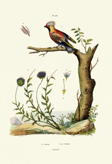 Bohemian Waxwing from French School, (19th century)