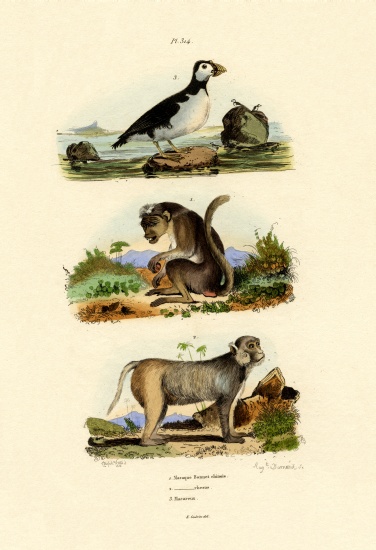 Bonnet Macaque from French School, (19th century)