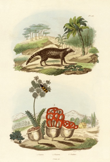 Civet from French School, (19th century)