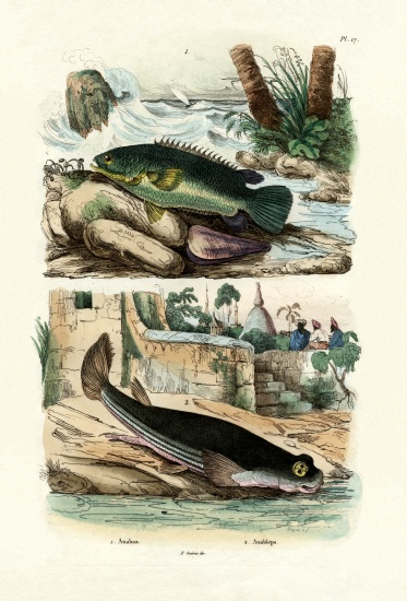Climbing Perch from French School, (19th century)