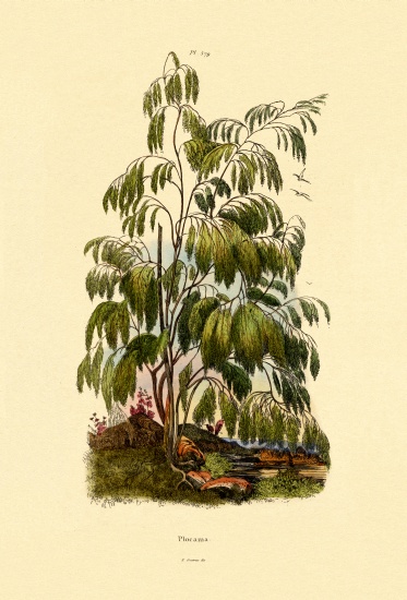 Evergreen Bush from French School, (19th century)