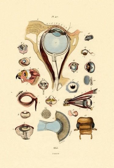 Eyes from French School, (19th century)