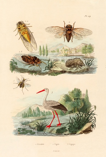 Firefly from French School, (19th century)