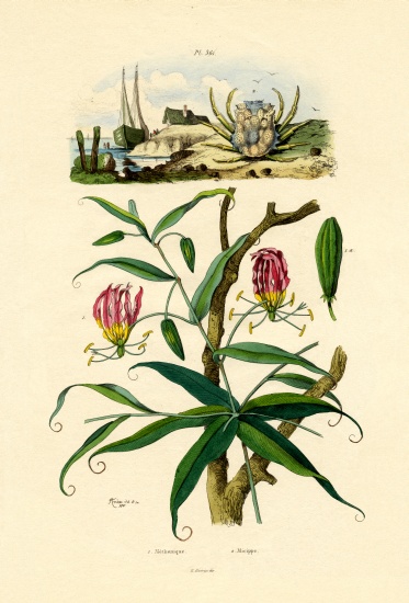 Gloriosa Lily from French School, (19th century)