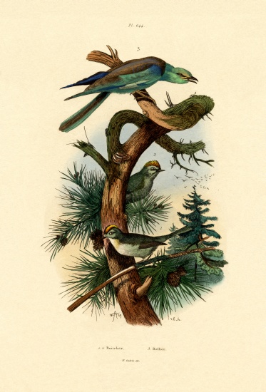 Goldcrests from French School, (19th century)