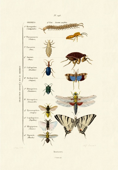Insects from French School, (19th century)