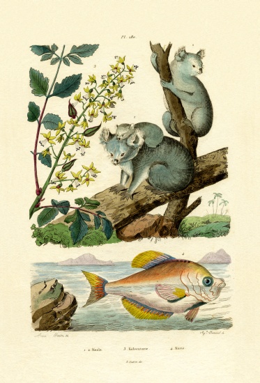 Koala from French School, (19th century)