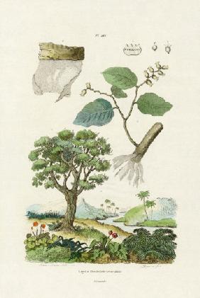 Lacebark Tree