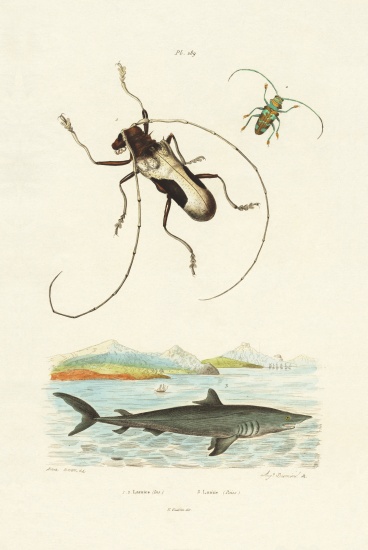Longhorn Beetles from French School, (19th century)