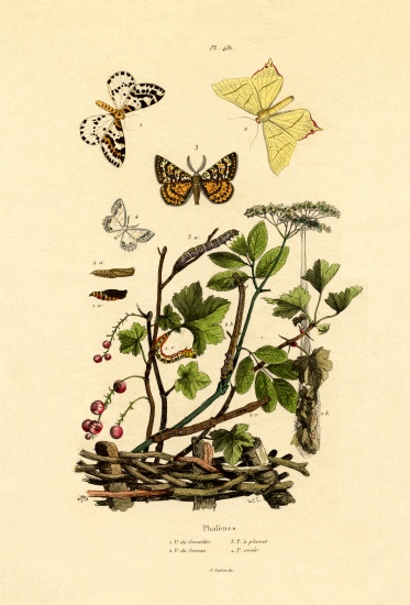 Magpie Moth from French School, (19th century)