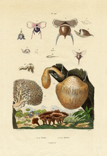 Mushrooms from French School, (19th century)