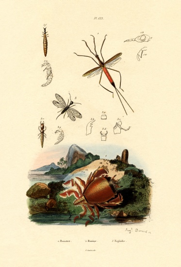 Needle Bug from French School, (19th century)
