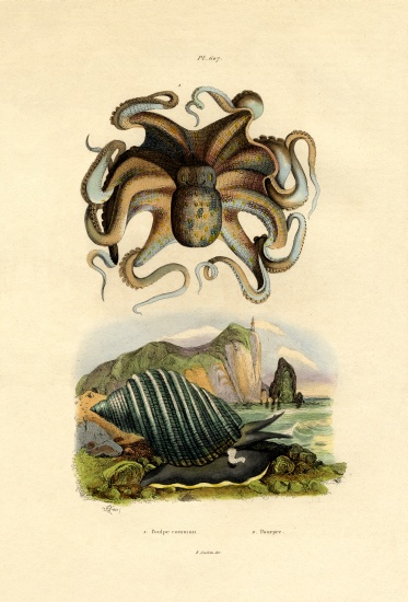 Octopus from French School, (19th century)