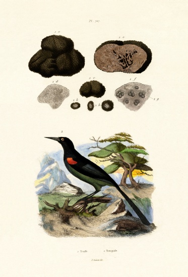 Oriole from French School, (19th century)