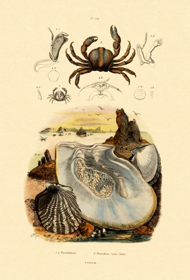 Pea Crab from French School, (19th century)