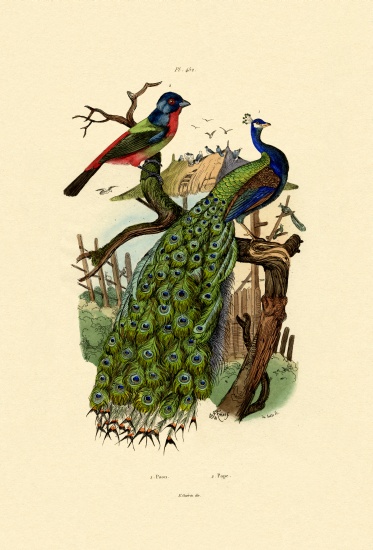 Peacock from French School, (19th century)