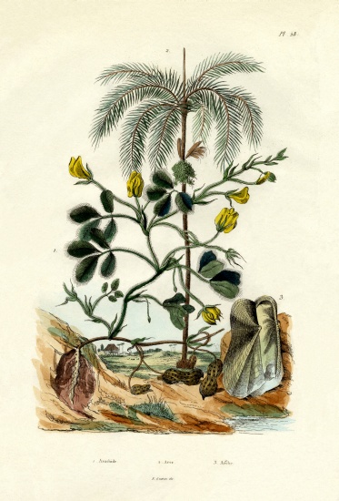 Peanut Plant from French School, (19th century)