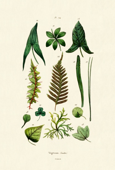 Plants from French School, (19th century)