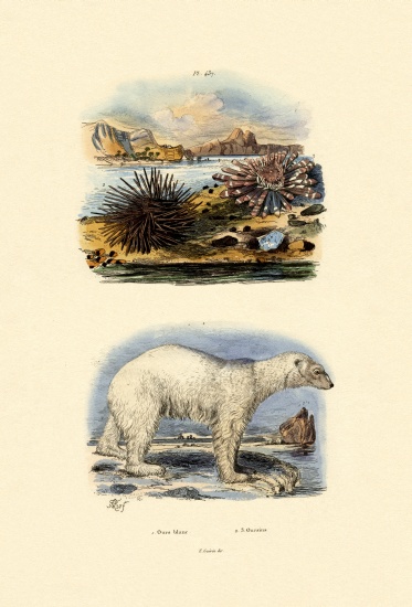Polar Bear from French School, (19th century)