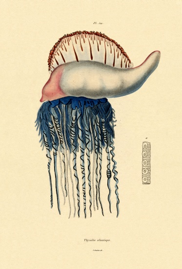 Portuguese Man-of-War from French School, (19th century)